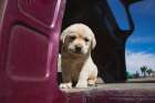Labrador retriever puppy Art Print